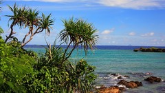 Landscapes Sea Trees Japan