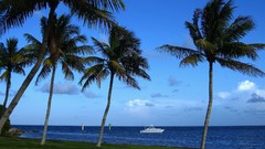 Landscapes Sea Trees Seaside palm trees Beaches