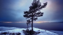 Landscapes Sea Trees snow