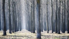 Landscapes serbia forests