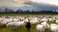 Landscapes sheep national geographic