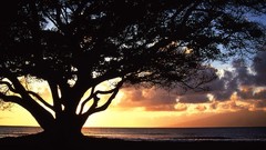 Landscapes silhouettes