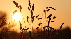 Landscapes silhouettes Plants sunlight