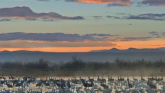 Landscapes snow Cranes geese apache new mexico wildlife National