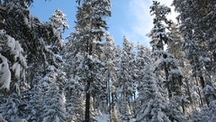 Landscapes snow forests