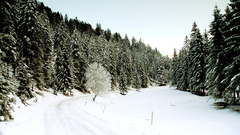 Landscapes snow Trees