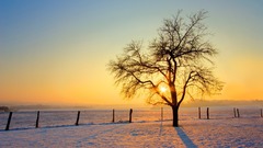 Landscapes snow Trees
