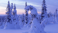 Landscapes snow Trees forests