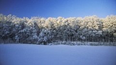 Landscapes snow Trees forests