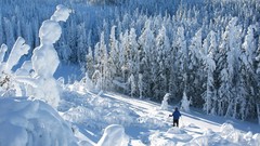 Landscapes snow Trees forests