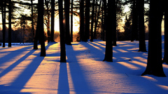 Landscapes snow Trees forests