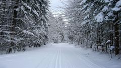 Landscapes snow Trees roads