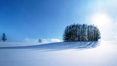 Landscapes snow Trees snow