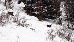 Landscapes snow winter