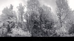 Landscapes snow winter