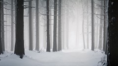 Landscapes snow winter