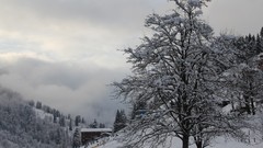 Landscapes snow winter