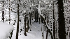 Landscapes snow winter