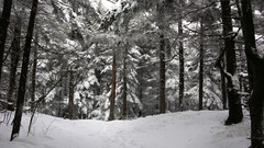 Landscapes snow winter