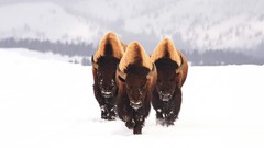 Landscapes snow winter Animals bison