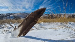 Landscapes snow winter feathers depth of field