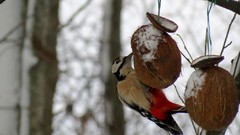 Landscapes snow winter feeding