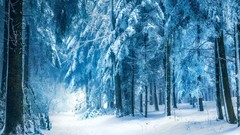 Landscapes snow winter forests