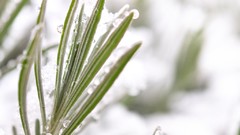 Landscapes snow winter ice Plants