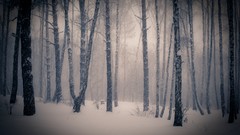 Landscapes snow winter light forests