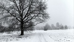 Landscapes snow winter monochrome