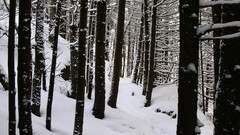 Landscapes snow winter monochrome