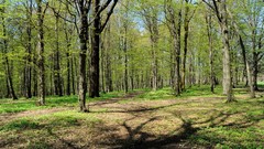 Landscapes spring forests