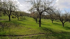 Landscapes spring forests
