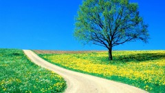 Landscapes spring roads Wildflowers