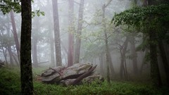 Landscapes stones fog Trees forests