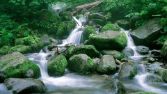 Landscapes stones nature branches moss Wood