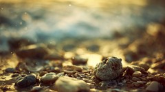 Landscapes stones nature seashells depth of field