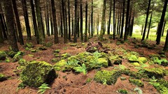 Landscapes stones nature Trees branches moss Wood