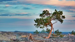 Landscapes stones nature Trees coast pine trees