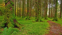 Landscapes stones nature Trees Green track moss Wood