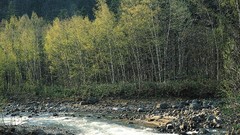 Landscapes stones nature Trees rivers