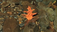 Landscapes stones nature yellow water autumn transparent leaf