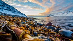 Landscapes stones snow Mountains Plants lakes iceland depth of 