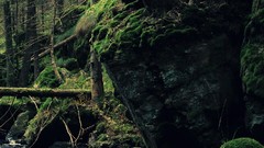 Landscapes stones Trees forests