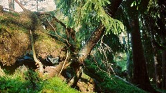 Landscapes stones Trees moss forests