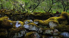 Landscapes stones Trees moss Norway Europe forests