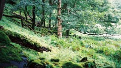 Landscapes stones Trees moss Scotland Europe forests