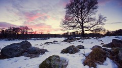 Landscapes stones Trees snow