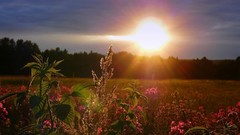 Landscapes sun fields sunlight Wildflowers