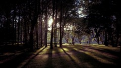 Landscapes sun summer light Green Park Russia saint petersburg 